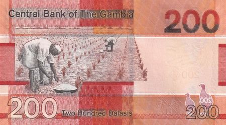 Gambie 200 Dalasis Oiseau Bush Fowl - 2023